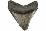 Fossil Megalodon Tooth - South Carolina #197890-2